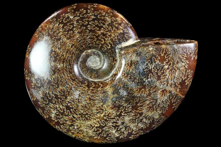 Polished, Agatized Ammonite (Cleoniceras) - Madagascar #88353